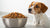 Why Grain-Free Food is Bad for Dogs: Understanding the Risks