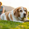 Why Has My Dog Gained Weight? Understanding Canine Obesity and Its Causes