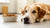 Why Has My Dog Stopped Eating Dry Food? Understanding the Reasons and Solutions