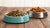 Why Is Cat Food Bad for Dogs to Eat? The Critical Differences in Ingredients and Nutritional Needs