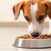 Why Is Grain Free Dog Food Bad for Dogs? Understanding the Risks