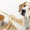 Why Is Grain Free Dog Food Bad for My Dog?