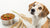 Why Is Grain Free Dog Food Bad for My Dog?