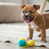 Why Is Grain-Free Dog Food Good: Understanding Its Benefits and Considerations