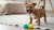 Why Is Grain-Free Dog Food Good: Understanding Its Benefits and Considerations