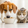 Why Is It Bad for Dogs to Eat Cat Food? Understanding the Risks and Nutritional Differences