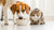 Why Is It Bad for Dogs to Eat Cat Food? Understanding the Risks and Nutritional Differences