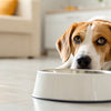 Why Is My Dog Afraid of His Water Bowl? Understanding the Causes