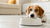 Why Is My Dog Afraid of His Water Bowl? Understanding and Addressing This Common Fear