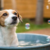 Why Is My Dog Blowing Bubbles in Water Bowl?
