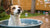 Why Is My Dog Blowing Bubbles in Water Bowl? Understanding This Quirky Behavior