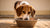 Why Is My Dog Digging in Water Bowl? Understanding the Behavior and Solutions-140794790127