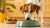 Why Is My Dog Dumping His Food Bowl? Understanding This Common Canine Behavior