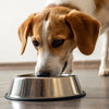Why Is My Dog Eating But Still Losing Weight? Understanding the Causes and Solutions
