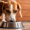 Why Is My Dog Eating Food but Not Drinking Water? Understanding the Reasons and Solutions