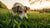 Why Is My Dog Eating Grass but Not His Food? Understanding This Common Behavior-140136775919