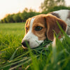 Why is My Dog Eating Grass Instead of His Food? Understanding This Common Behavior