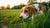 Why is My Dog Eating Grass Instead of His Food? Understanding This Common Behavior