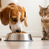 Why is My Dog Eating My Cat's Food? Understanding a Common Household Dilemma
