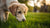 Why Is My Dog Eating Non-Food Items: Understanding Pica