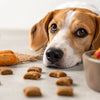 Why Is My Dog Eating Treats but Not Food?