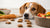 Why Is My Dog Eating Treats But Not Food? Understanding and Addressing the Issue