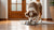 Why Is My Dog Flipping His Water Bowl? Understanding the Behavior and Solutions-140794855663