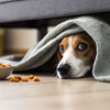 Why Is My Dog Hiding Food and Not Eating?