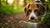 Why Is My Dog Hiding Food and Not Eating But? Understanding This Unique Canine Behavior-140217843951