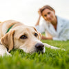 Why is My Dog Losing Weight So Fast? Understanding the Causes and Solutions