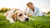 Why is My Dog Losing Weight So Fast? Understanding the Causes and Solutions