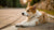 Why Is My Dog Making Biscuits Like a Cat? Understanding This Adorable Behavior
