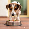 Why Is My Dog Moving His Food Bowl? Understanding This Common Behavior