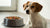 Why Is My Dog Not Eating All His Food? Understanding the Reasons Behind Your Dog's Disinterest in Meals