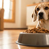 Why Is My Dog Not Eating Dog Food? Understanding Common Causes and Solutions