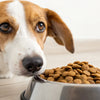 Why Is My Dog Not Eating Dry Food? Understanding and Addressing Your Pup's Eating Habits