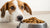 Why Is My Dog Not Eating Dry Food? Understanding and Addressing Your Pup's Eating Habits