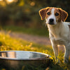 Why Is My Dog Not Eating Food But Drinking Water?