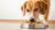 Why Is My Dog Not Eating Food But Eating Treats? Understanding the Causes and Solutions