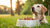Why Is My Dog Not Eating Her Dog Food? Understanding the Reasons and Solutions