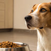 Why is My Dog Not Eating Her Dry Food? Understanding the Reasons Behind Appetite Changes