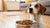 Why Is My Dog Not Eating His Dry Food? Understanding the Causes and Solutions