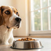Why Is My Dog Not Eating His Favorite Food? Understanding Appetite Changes in Dogs