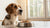 Why Is My Dog Not Eating His Favorite Food? Understanding Appetite Changes in Dogs