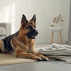 Why Is My Dog Not Eating His Kibble? Understanding the Causes and Solutions