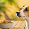 Why Is My Dog Not Eating Its Food? Causes and Solutions