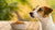 Why Is My Dog Not Eating Its Food? Understanding the Reasons and Solutions