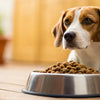 Why Is My Dog Not Eating Kibble? Understanding and Addressing Your Dog's Feeding Issues