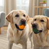 Why Is My Dog Not Finishing His Food? Understanding Appetite Changes in Our Canine Companions