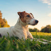Why Is My Dog Not Gaining Weight? Understanding and Addressing Canine Weight Issues